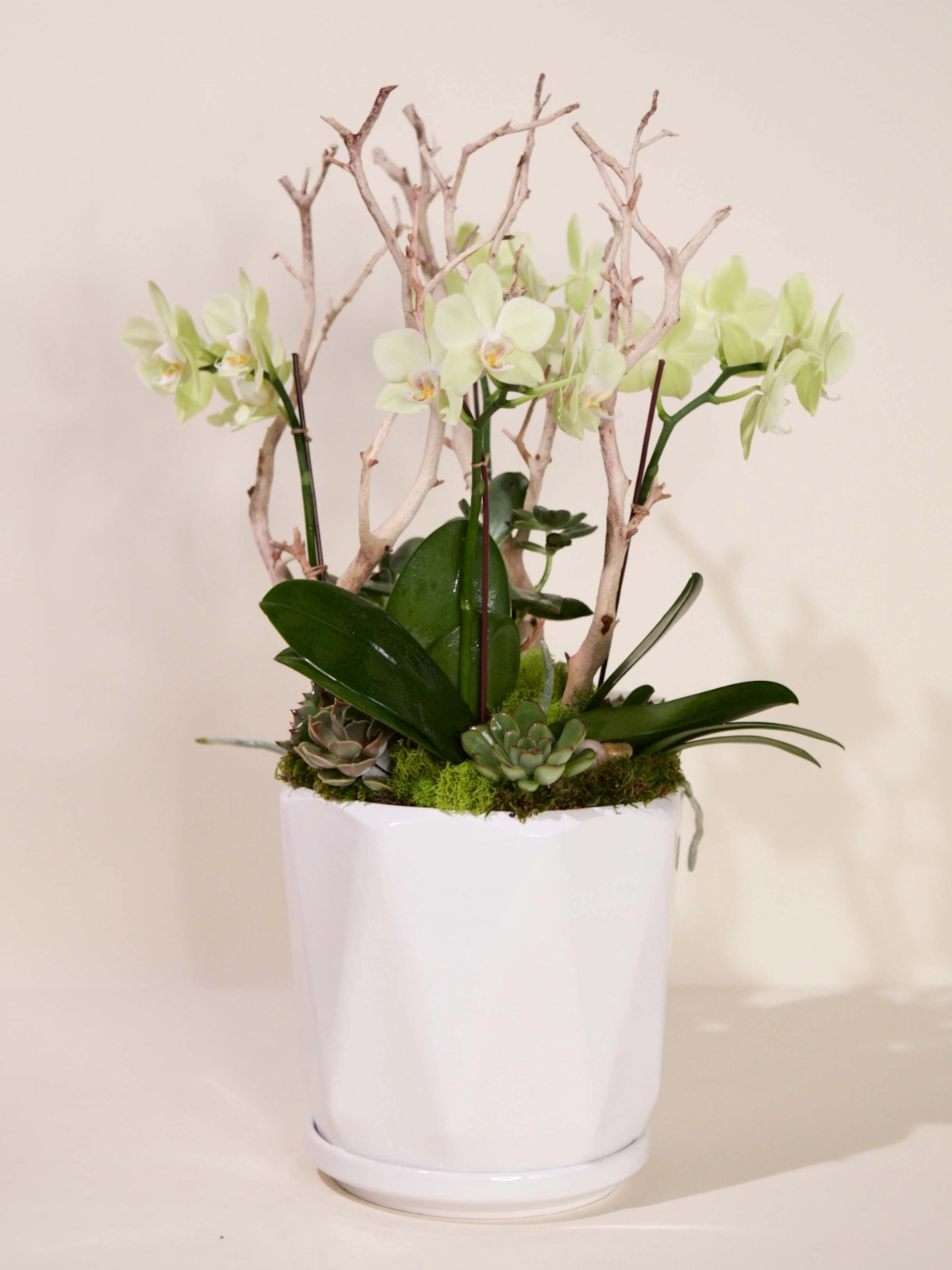 The Green Haven: A Beginner's Guide to Potted Plants