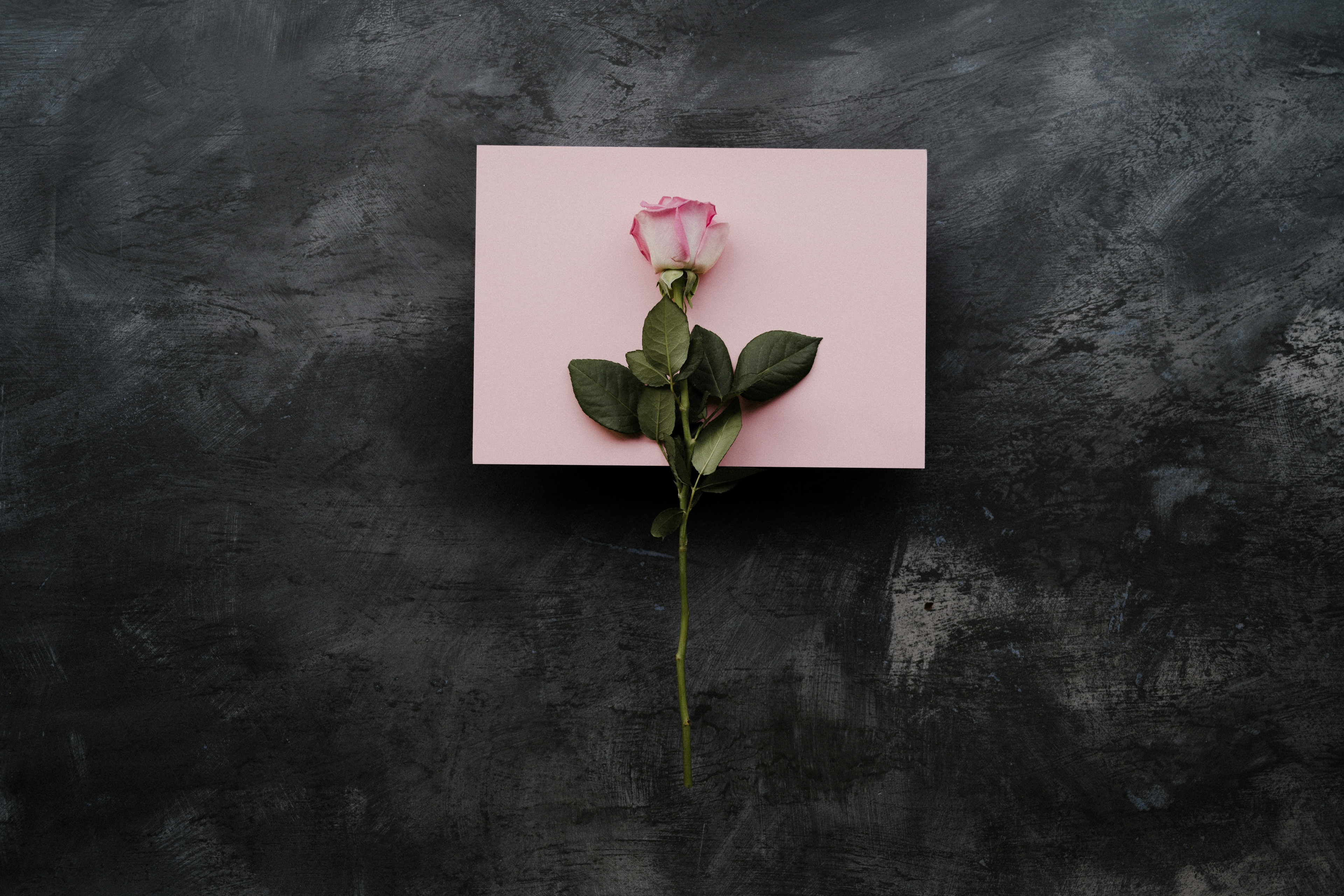 How to Preserve Roses So They Last