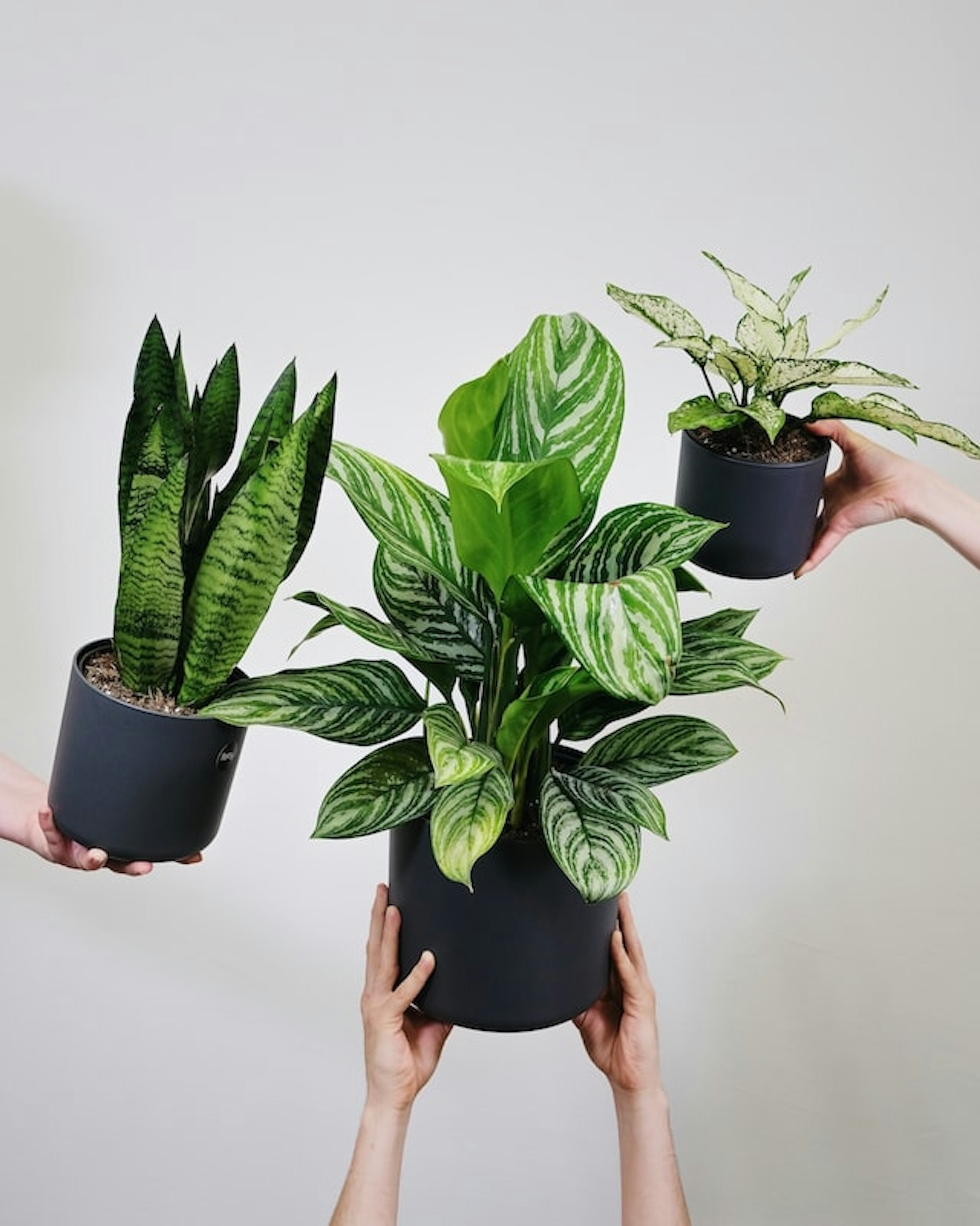 The Best Plants for an Office with No Windows