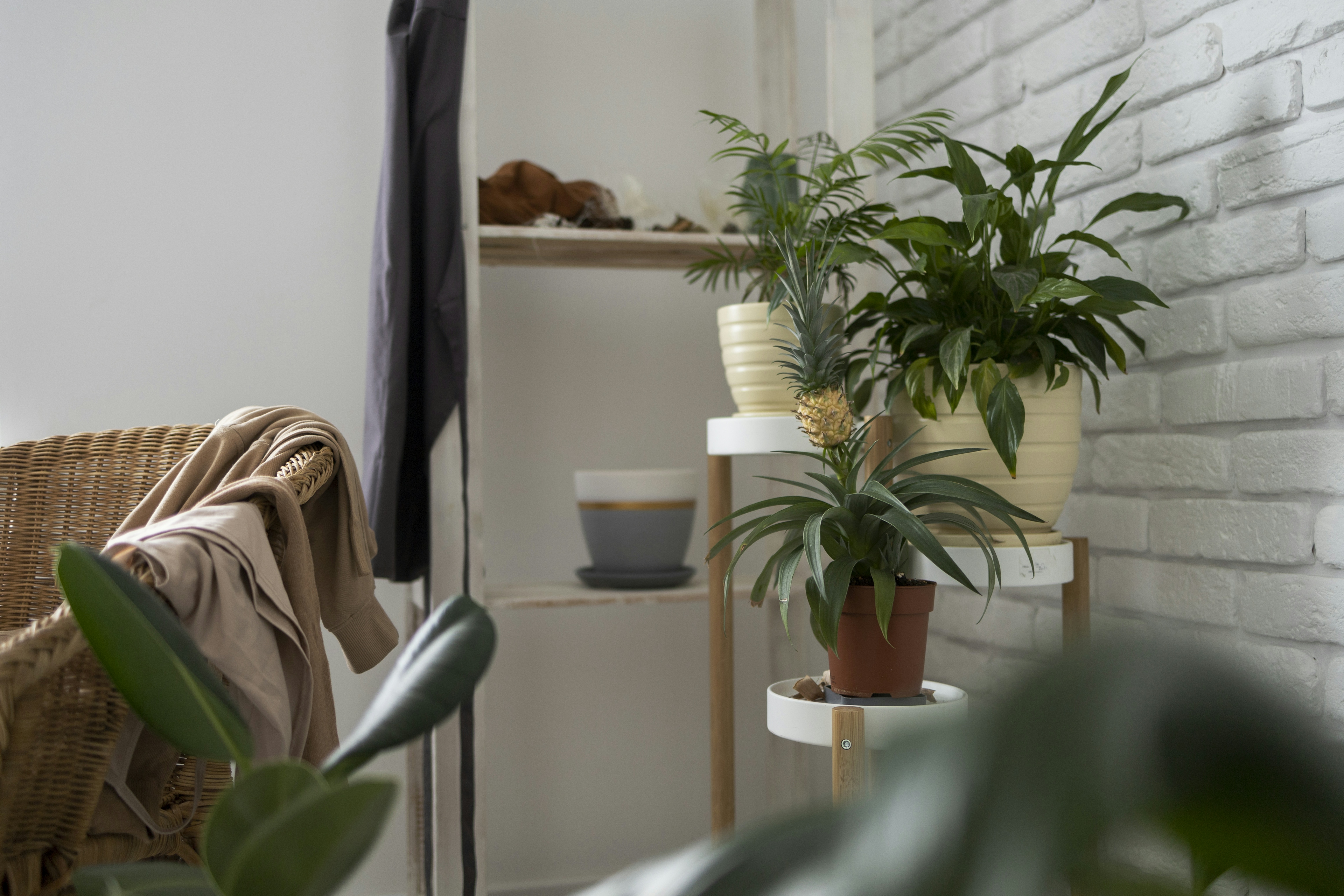 Beginner-Friendly Indoor Plants: How to Care for Low-Maintenance Potted Greens