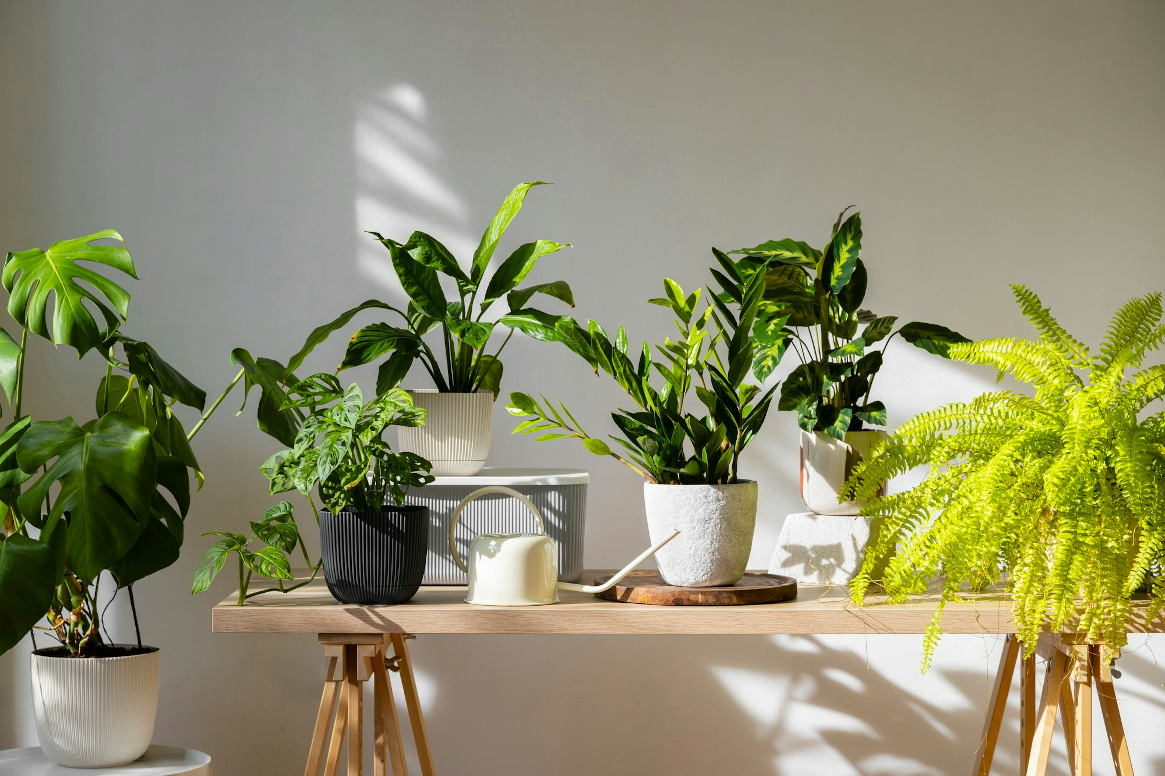 Easy Indoor Plants for Beginners and How to Assess Light Conditions