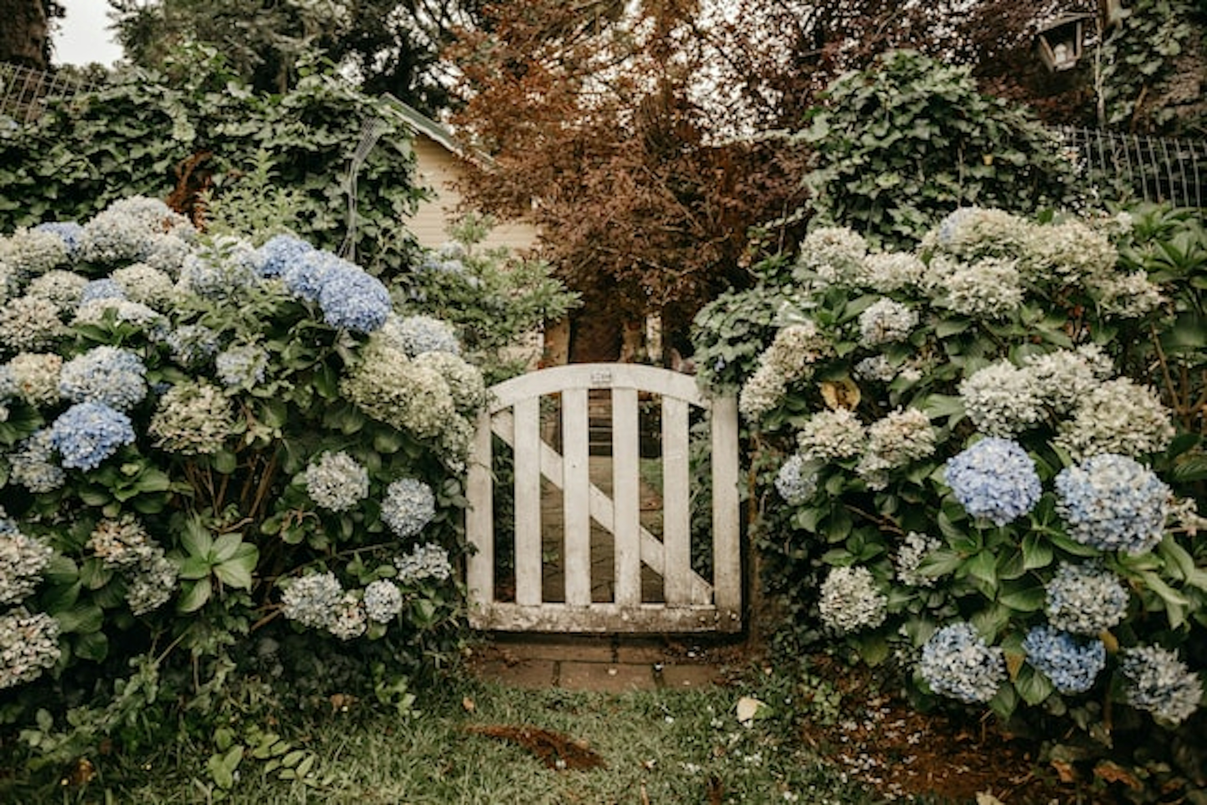 A Complete Guide to Propagating Hydrangeas