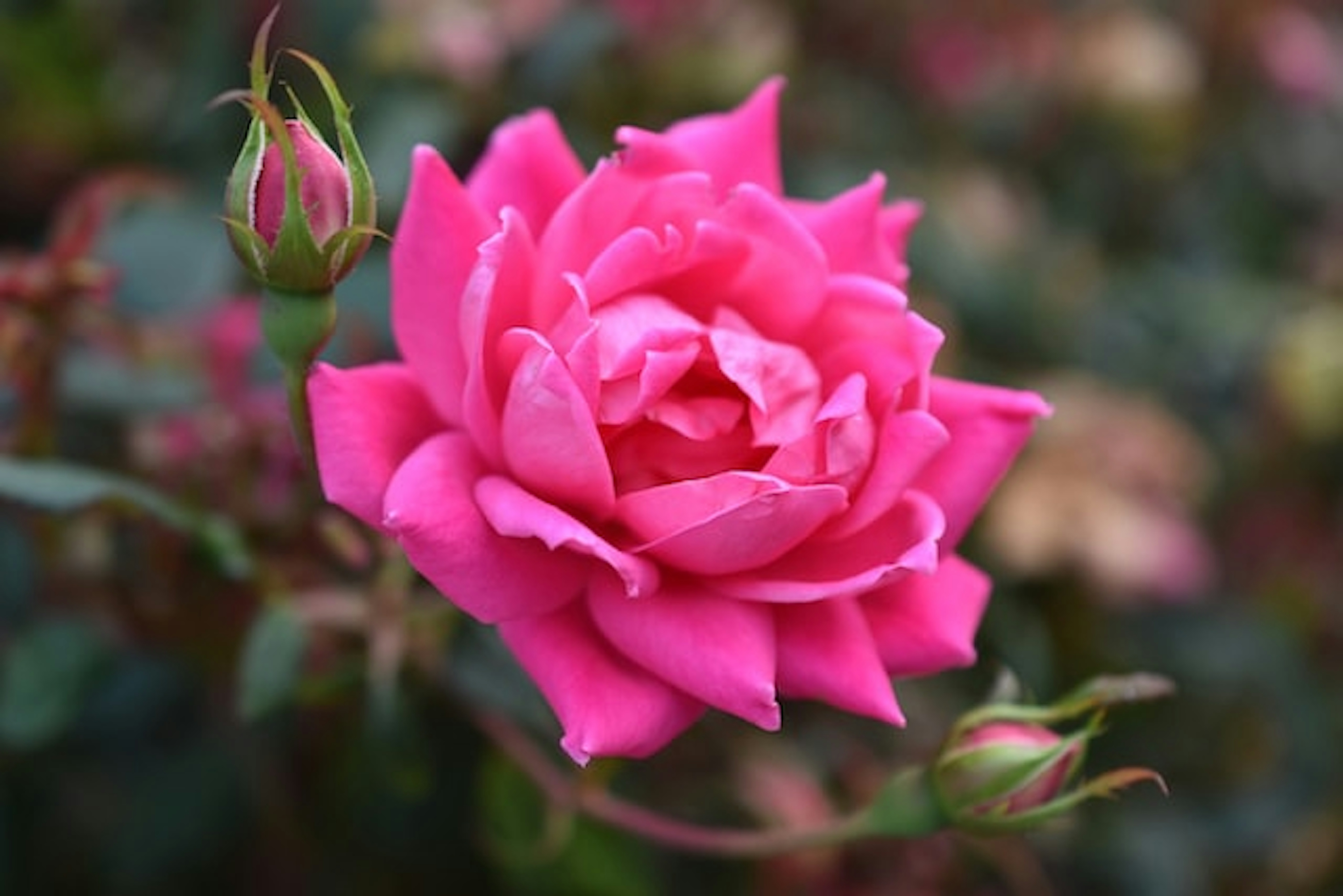 How to Plant Roses