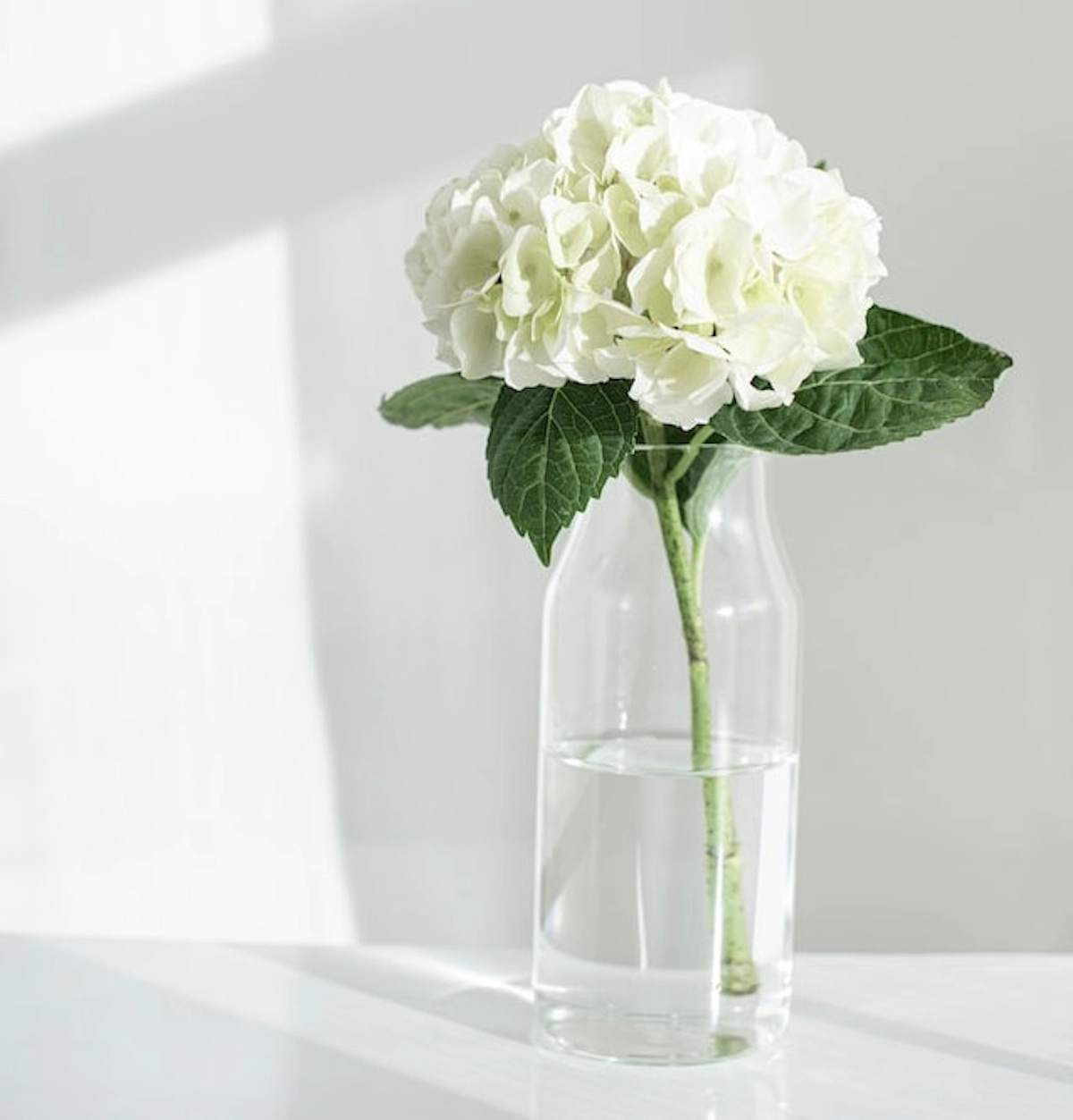 How Often Should You Water Hydrangeas?