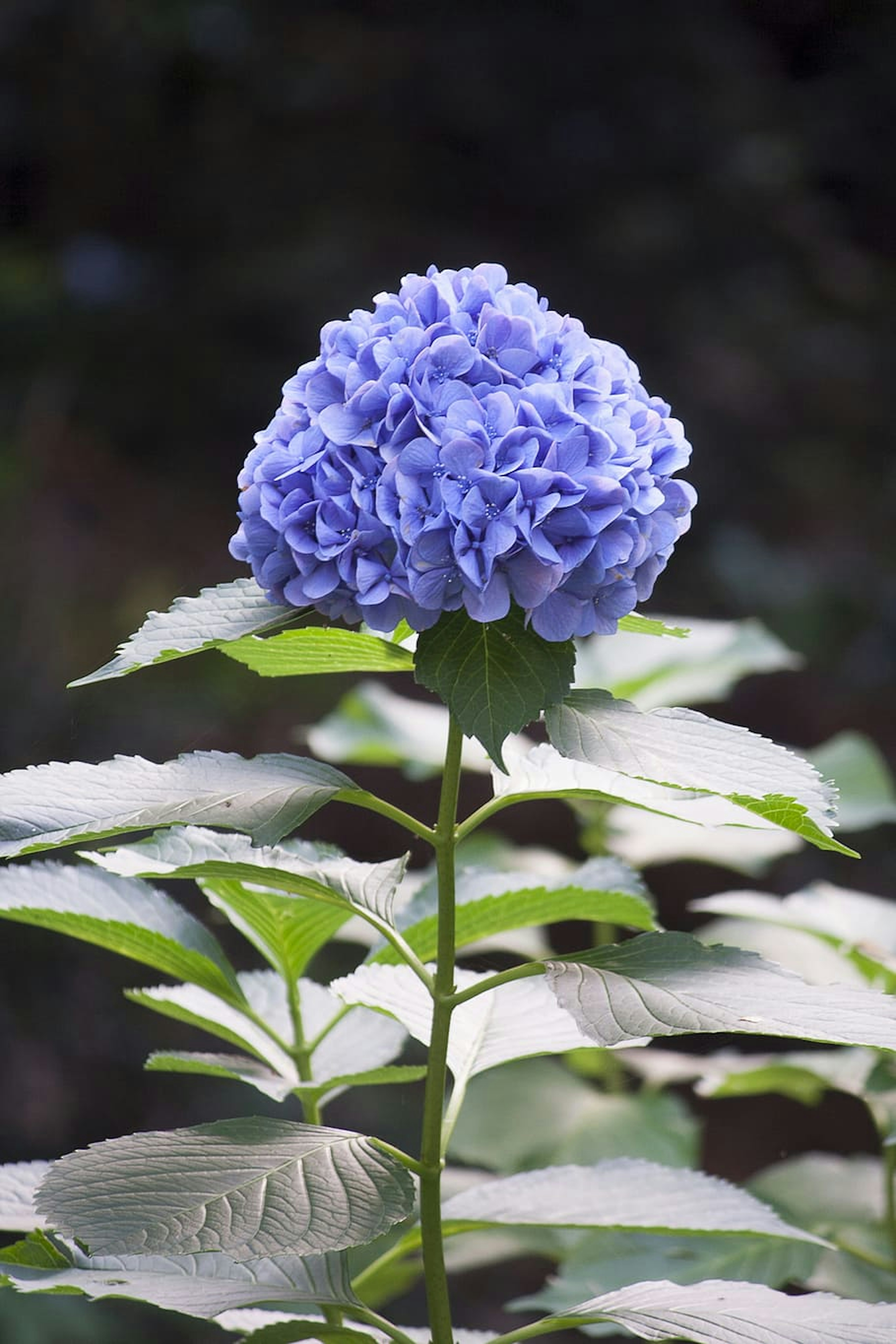 A COMPLETE GUIDE TO HYDRANGEA CARE