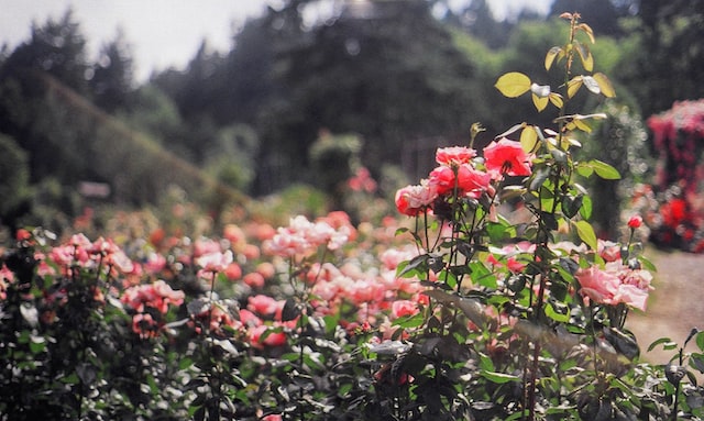 When Is The Best Time To Trim Roses French Florist   Nik Albert Nl7mFUej5hE Unsplash 1667902949260 7299 