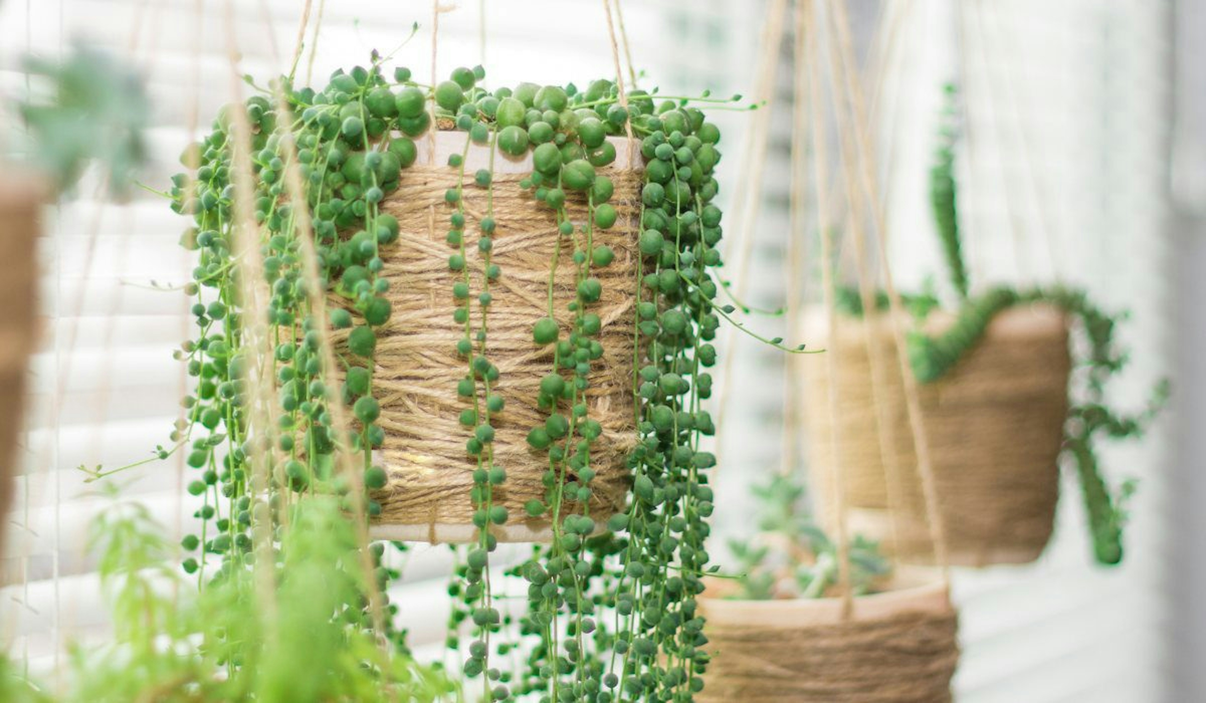 HANGING PLANTERS FOR A CHARMING PORCH