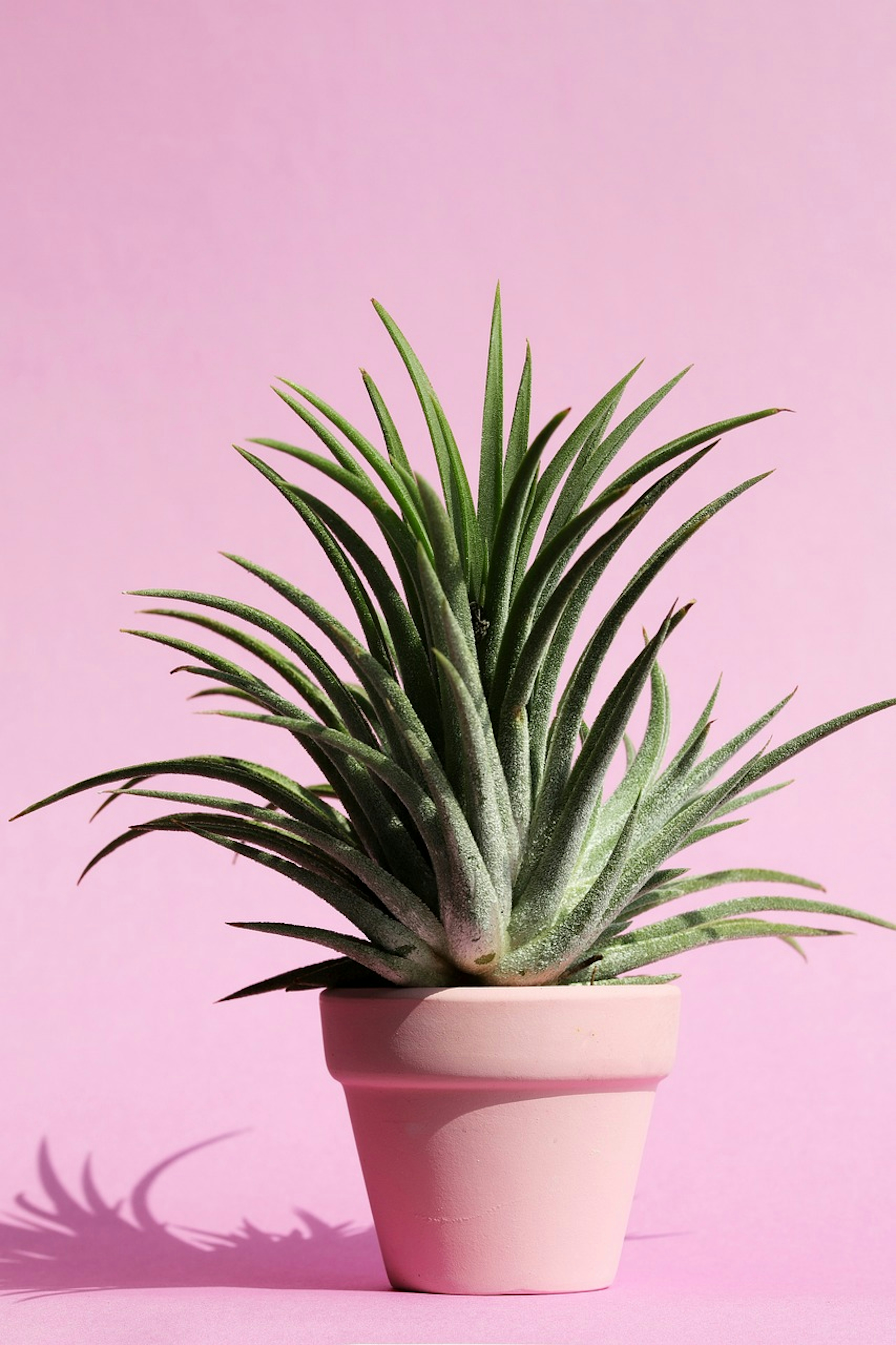Potted Plants: A Beginner's Guide to Low-Maintenance Indoor Greenery