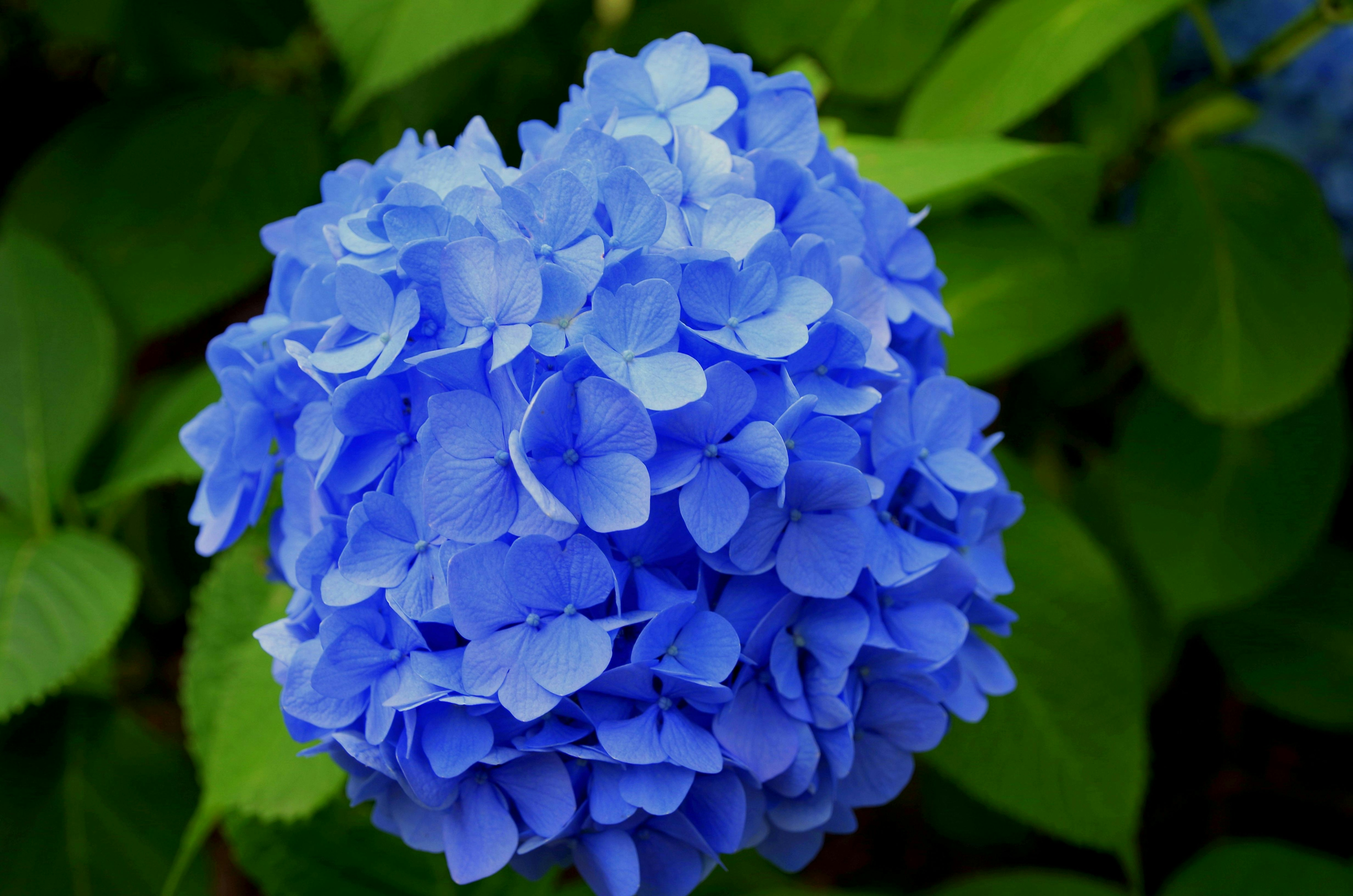 Exploring Hydrangea Flowers: From Native Varieties to Unique Characteristics