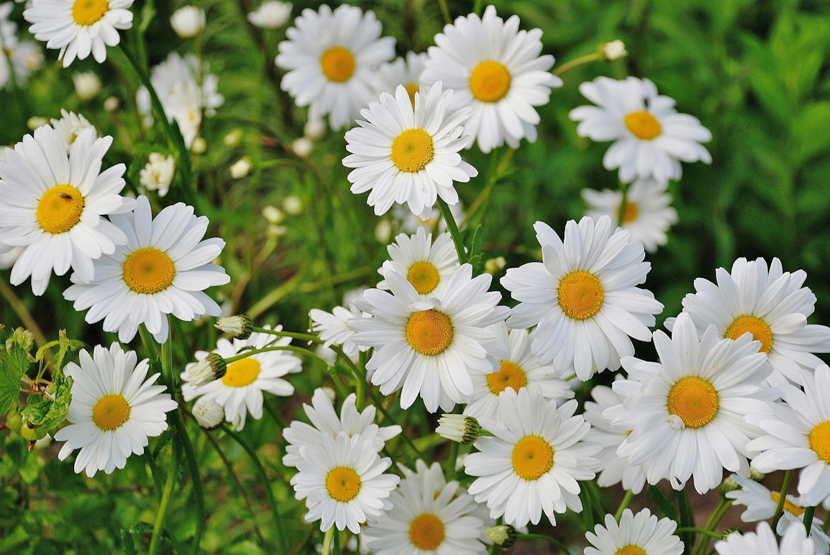 Daisies Flowers: A Comprehensive Guide to Cut Varieties and Their Care