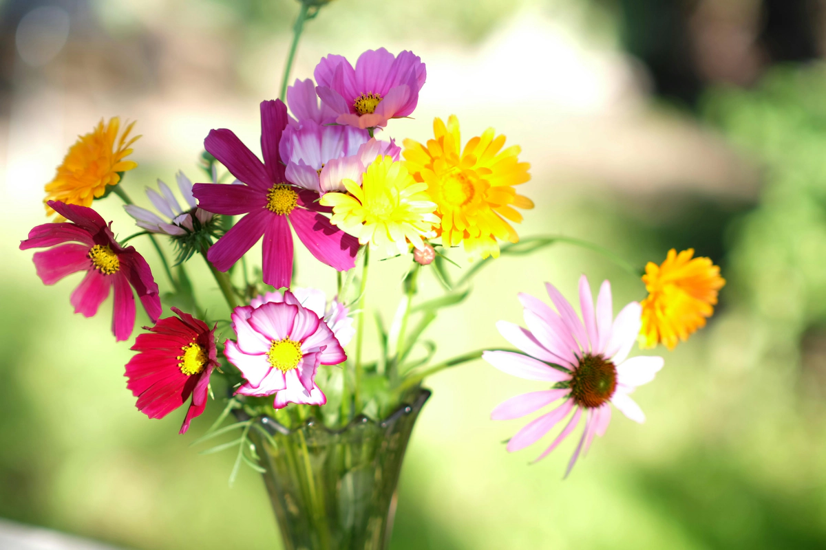 Daisies Flowers:Cut Daisy Varieties and Their Care Guide