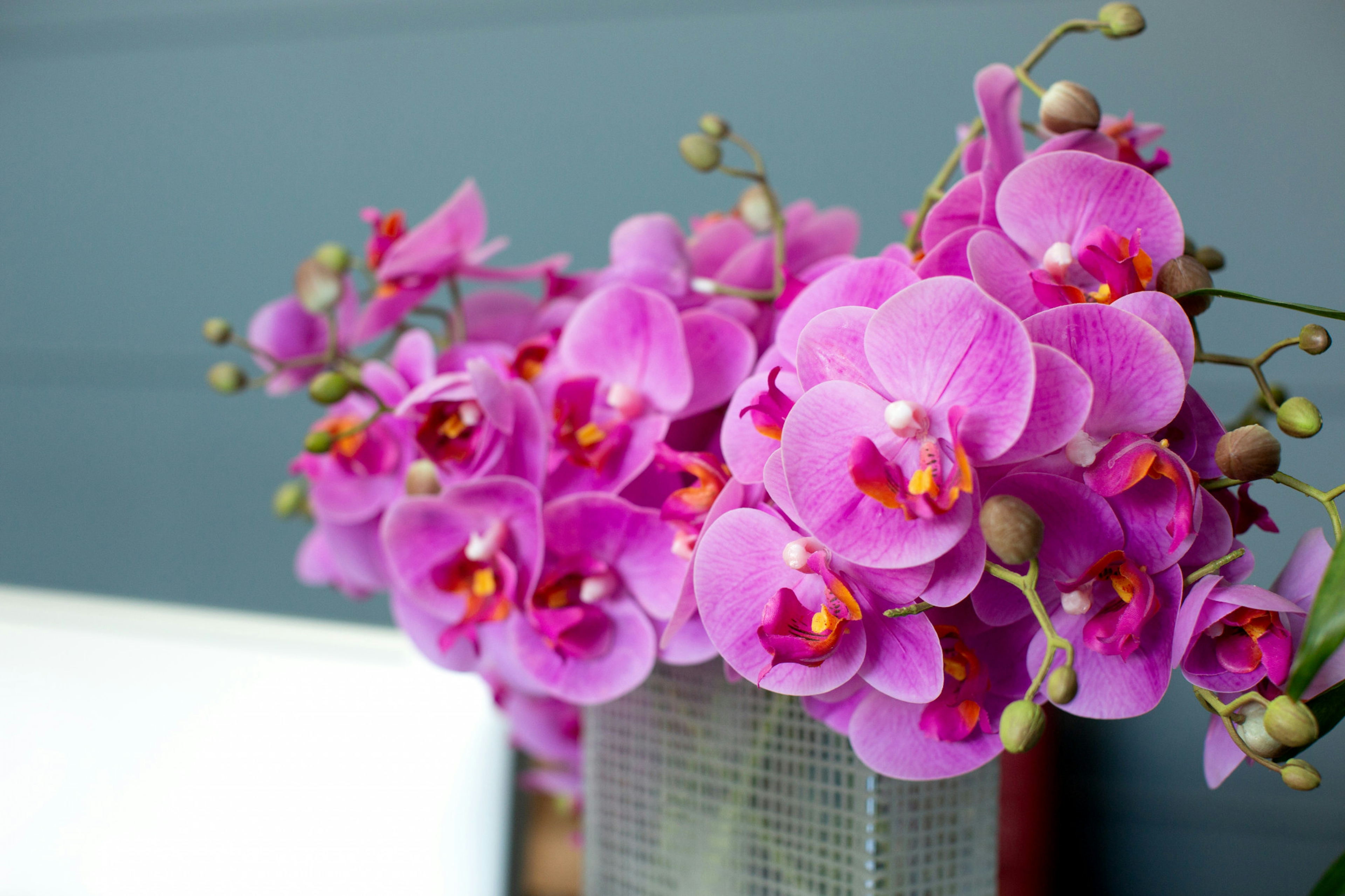Fresh Cut Orchids: Caring, Watering, and Vase Hydration