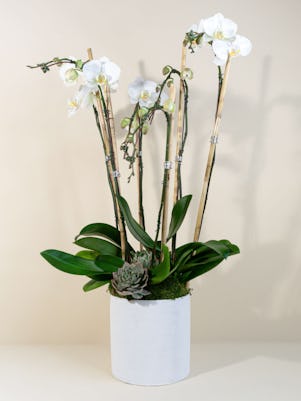 4 White Phalaenopsis Orchid Planter