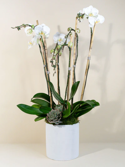 4 White Phalaenopsis Orchid Planter