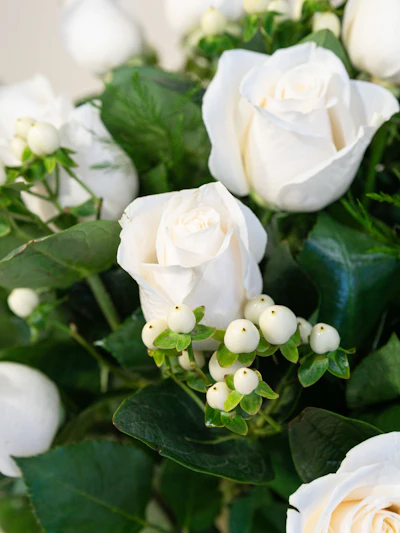 Majestic White Roses