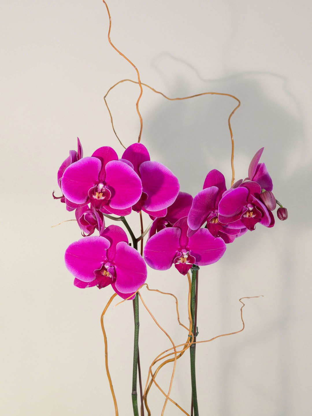 Purple Orchid Delivery Los Angeles (CA) French Florist