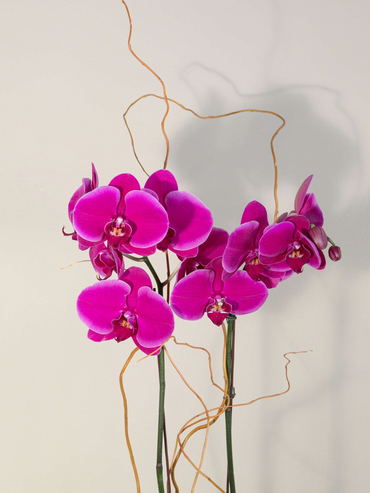 Purple Orchid Delivery Los Angeles (CA) French Florist