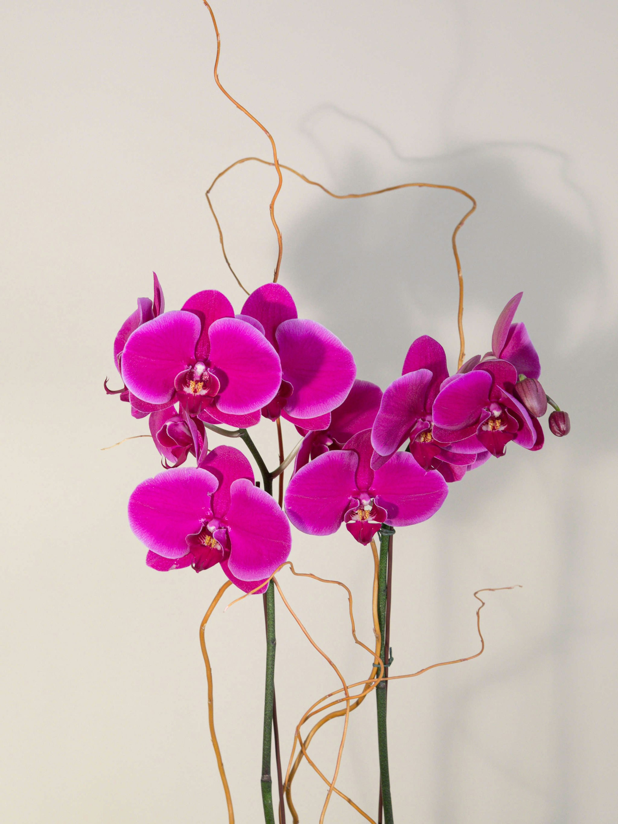 Purple Orchid Delivery Los Angeles Ca French Florist