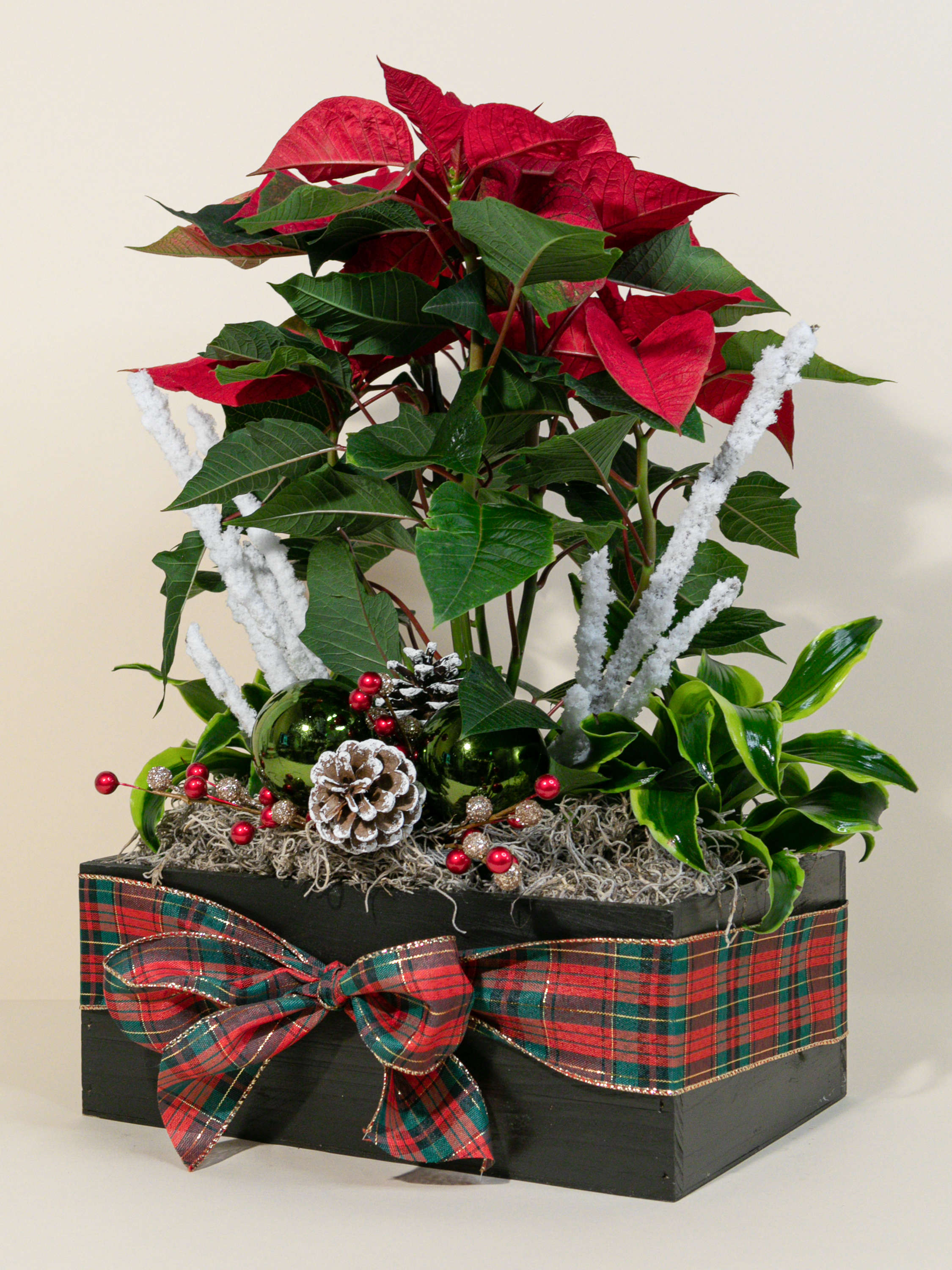 Poinsettia & Plant Garden
