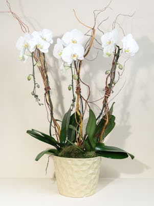 Tall Ceramic Vase of Orchids