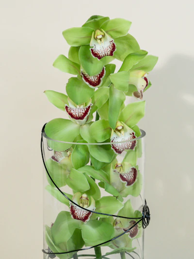 A Cymbidium Orchid Desktop Garden