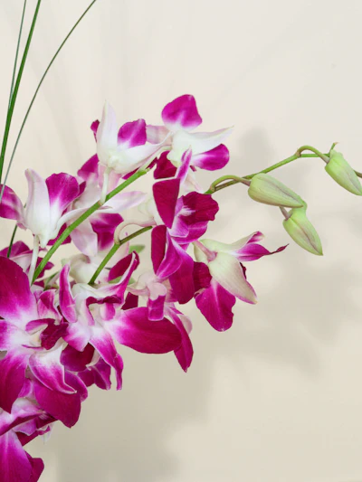 Dendrobium Orchid Vase
