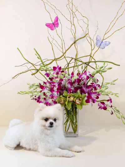 Purple Dendrobium Orchid Majesty