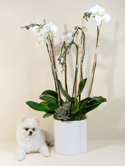 4 White Phalaenopsis Orchid Planter
