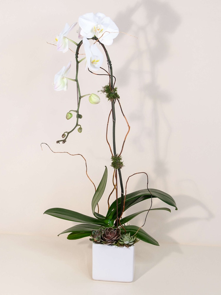 White Orchid Delivery Los Angeles (CA) French Florist