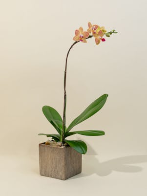 An Artistic Phalaenopsis Orchid Plant