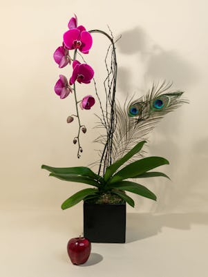 Single Purple Phalaenopsis Orchid Planter