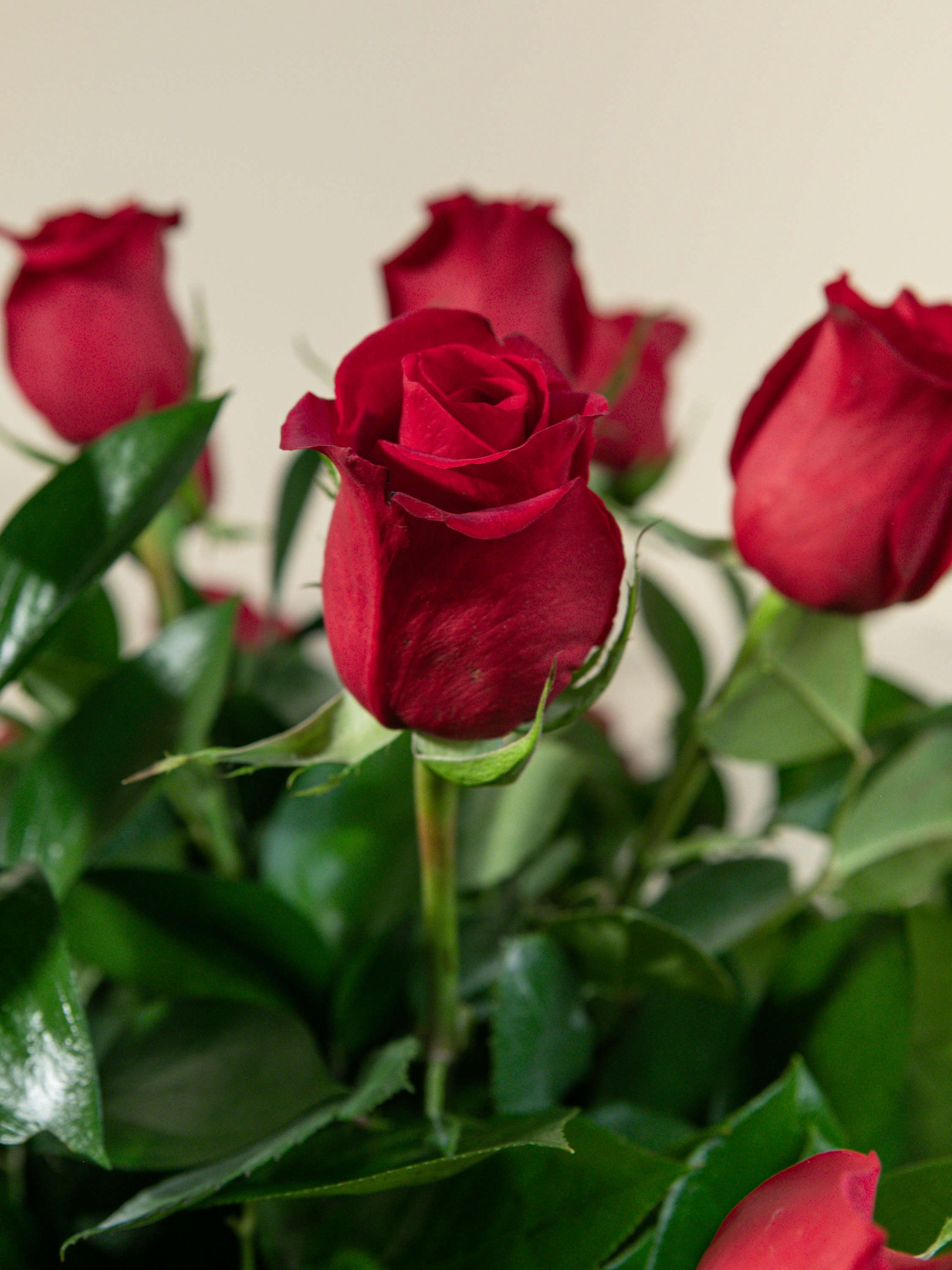 Order Premium South American Roses Online French Florist