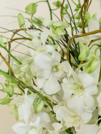 White Dendrobium Orchids