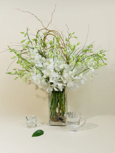 White Dendrobium Orchids