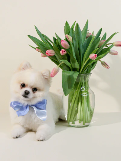 Beautiful Pink Tulips