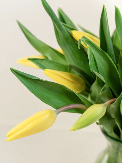 Bright Yellow Tulips