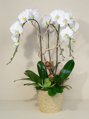 A Blooming Orchid Garden