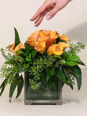 A Dreamy Garden of Mini-Calla Lilies