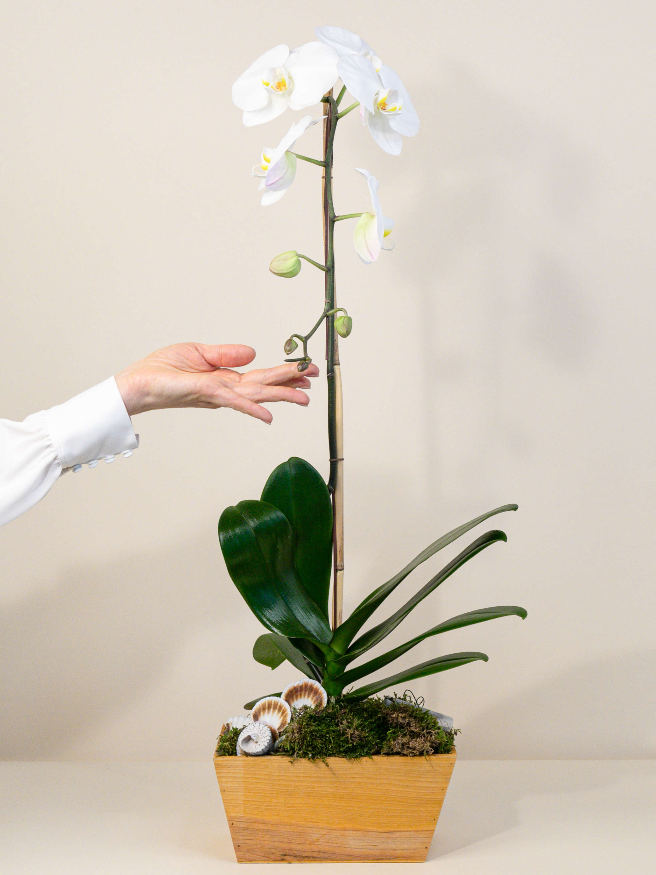 A Dressed Up Phalaenopsis Orchid