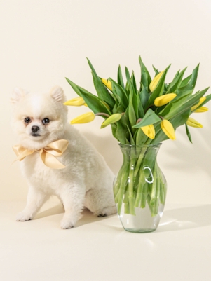 Bright Yellow Tulips