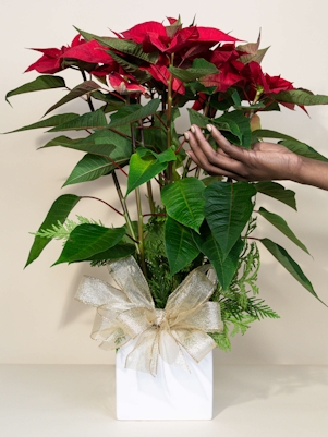 Poinsettia in Ceramic Pot