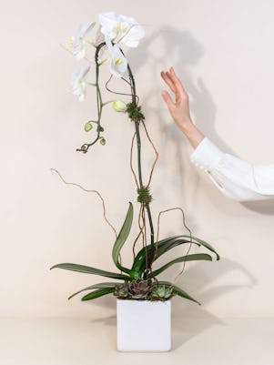 Single White Phalaenopsis Orchid Planter