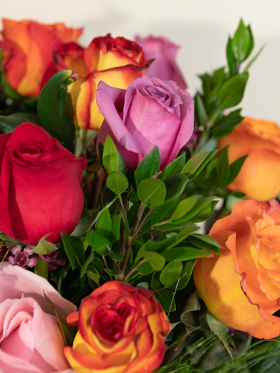 Long Stem Rainbow Roses