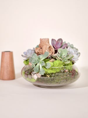 Small Succulent Garden-Clear Glass