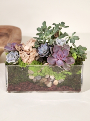 Medium Succulent Garden-Clear Glass