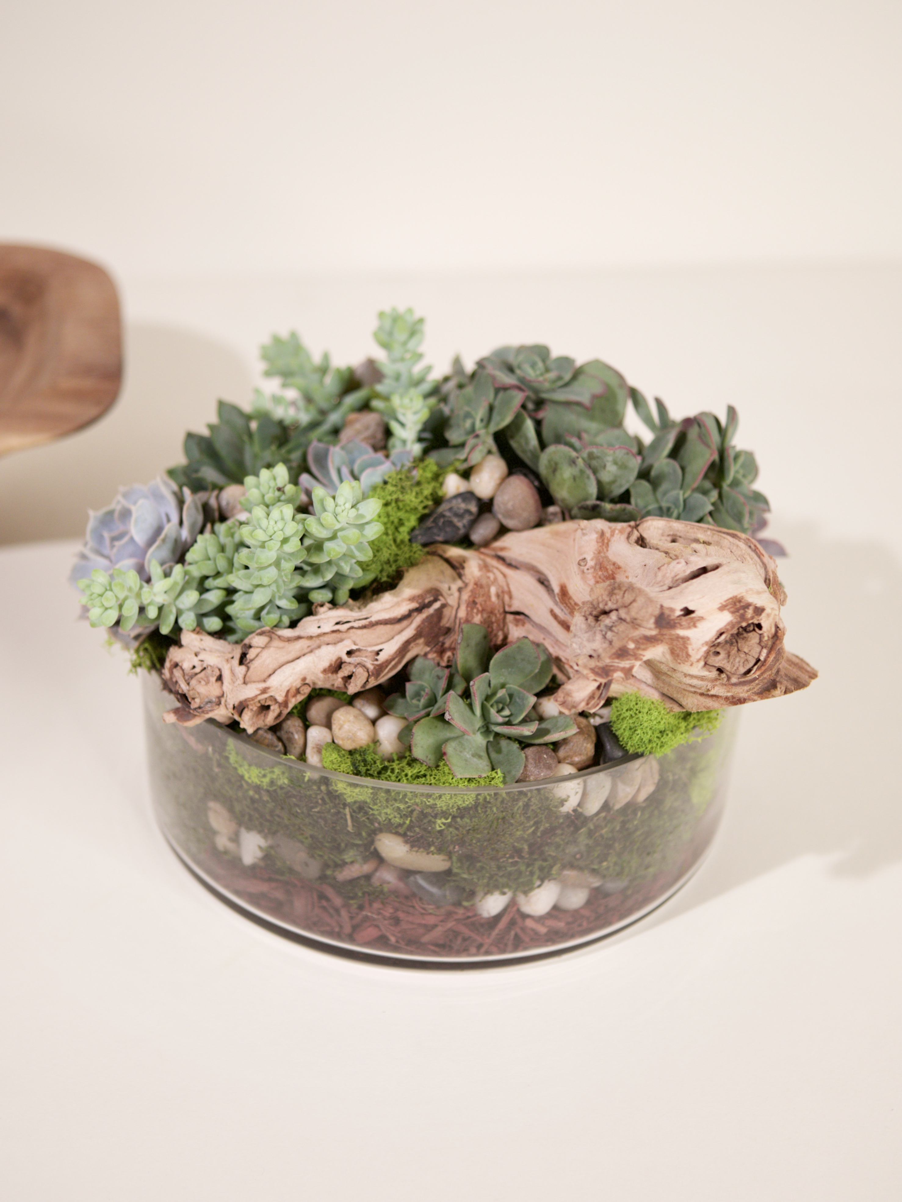 Large Succulent Garden-Clear Glass