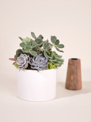 Small Succulent Garden-White Ceramic