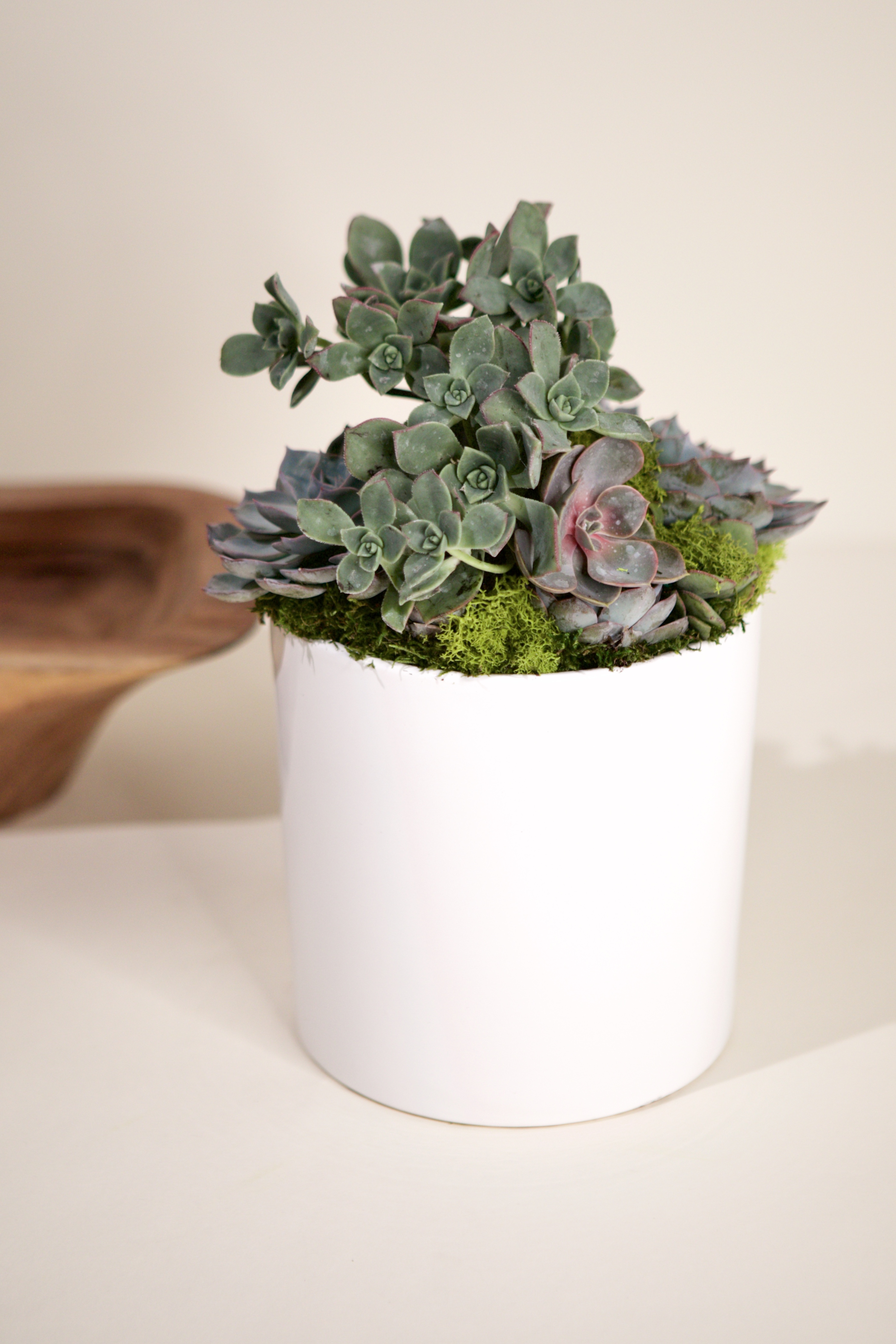 Medium Succulent Garden-White Ceramic