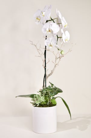 Single White Phalaenopsis- White Ceramic