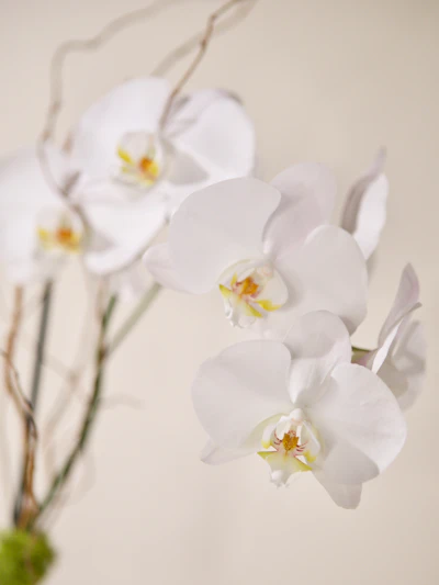 Single White Phalaenopsis Orchid- Clear Glass